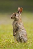 Marcel van Kammen - European Rabbit juvenile standing upright, Veenklooster, Friesland, Netherlands