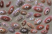 Rinie Van Meurs - Keyhole Limpet shells on the beach, Europe