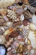 Rinie Van Meurs - Various conch, cowry, clam and other marine shells