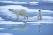 Rinie Van Meurs - Polar Bear pair on ice with reflection, Spitsbergen
