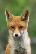Jan Vermeer - Red Fox, Hoge Veluwe National Park, Gelderland, Netherlands