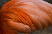 Tom Vezo - Greater Flamingo close up of feathers, San Diego Zoo, California