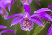 VisionsPictures - Orchid flower