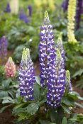 VisionsPictures - Lupine flowers