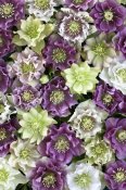 VisionsPictures - Hellebore flowers