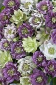 VisionsPictures - Hellebore flowers
