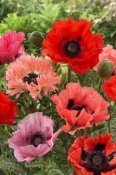 VisionsPictures - Oriental Poppy flowers