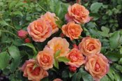 VisionsPictures - Rose aprikola variety flowers