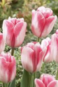 VisionsPictures - Tulip labyrinth variety flowers