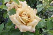 VisionsPictures - Rose honey dijon variety flowers