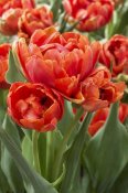 VisionsPictures - Tulip grand rapids variety flowers