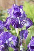 VisionsPictures - Bearded Iris batik variety flowers