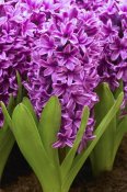 VisionsPictures - Hyacinth miss saigon variety flowers