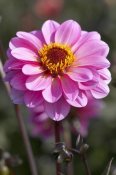 VisionsPictures - Dahlia classic rosamunde variety flower