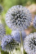 VisionsPictures - Globethistle blue pearl variety flowers