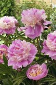VisionsPictures - Peony mme emile debatene variety flowers