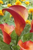 VisionsPictures - Calla Lily captain safari variety flowers