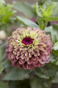 VisionsPictures - Elegant Zinnia queen red lime variety flower