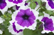 VisionsPictures - Petunia cascadia violet skirt variety flowers