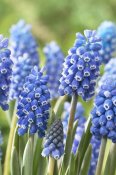 VisionsPictures - Blue Grape Hyacinth blue magic variety flowers