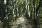 Konrad Wothe - Tree lined road, abstract Oberbayern, Germany