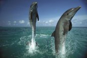 Konrad Wothe - Bottlenose Dolphin pair leaping from water, Caribbean