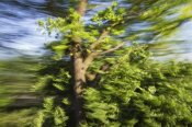 Konrad Wothe - English Oak blowing in the wind, Upper Bavaria, Germany