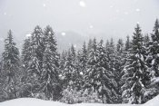 Konrad Wothe - Coniferous forest in winter, Alps, Upper Bavaria, Germany