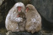Konrad Wothe - Japanese Macaque family huddled together for warmth, Japan