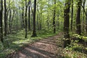 Konrad Wothe - Trail through deciduous forest in spring, Upper Bavaria, Germany