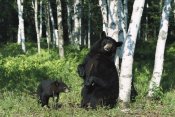Konrad Wothe - Black Bear sow scratching on Birch tree with cub watching, North America