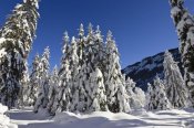 Konrad Wothe - Coniferous forest in winter, Wetterstein Mountains, Alps, Upper Bavaria, Germany