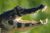 Konrad Wothe - Jacare Caiman or Paraguay Caiman thermoregulating by opening jaws, Pantanal, Brazil
