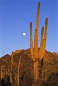 Konrad Wothe - Saguaro cactus in desert landscape, Sonoran Desert, Saguaro National Monument, Arizona
