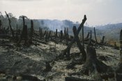 Konrad Wothe - Slash and burn agriculture, where forest is burned to create agricultural land, Madagascar