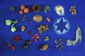 Christian Ziegler - Seed diversity, Barro Colorado Island, Panama