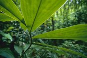 Christian Ziegler - Spiral Ginger leaves, Barro Colorado Island, Panama