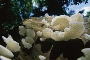 Christian Ziegler - Bracket Fungus mushrooms, Barro Colorado Island, Panama