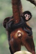Christian Ziegler - Black-handed Spider Monkey mother and young, Barro Colorado Island, Panama