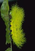 Christian Ziegler - Cup Moth caterpillar has poisonous spines for protection, Barro Colorado Island, Panama