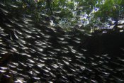 Christian Ziegler - Red Mangrove aerial roots providing shelter for school of small fish, Bastimentos Marine National Park, Bocas del Toro, Panama