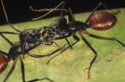 Mark Moffett - Giant Forest Ant pair fighting, 1x magnification, Borneo