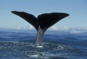 Flip Nicklin - Sperm Whale tail, New Zealand
