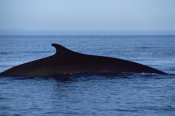 Flip Nicklin - Fin Whale silhouetted dorsal fin, Baja California, Mexico