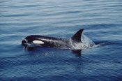 Flip Nicklin - Orca surfacing, Johnstone Strait, British Columbia, Canada