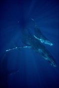 Flip Nicklin - Humpback Whale mother and calf, Hawaii