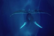 Flip Nicklin - Humpback Whale singing, Maui