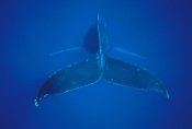 Flip Nicklin - Humpback Whale view of tail, Hawaii