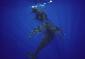 Flip Nicklin - Humpback Whale calf, mother, and male escort, Maui, Hawaii