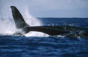 Flip Nicklin - Humpback Whale lashing tail, Hawaii